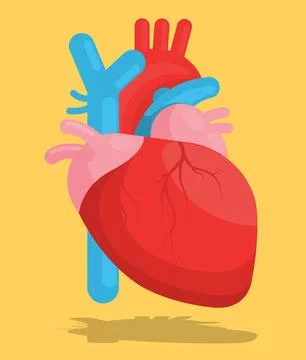 Human heart. Stock Illustration