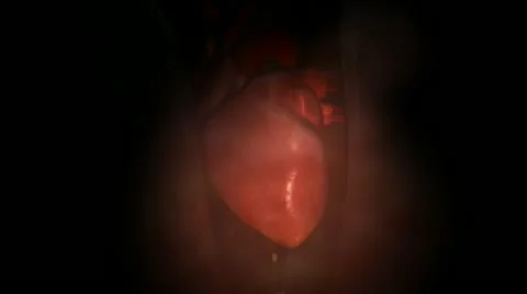 Human Heart inside Stock Footage 21299000