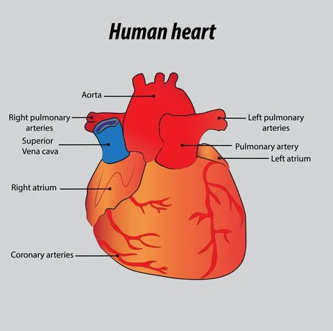 Human heart labeled diagram vector drawing illustration Illustrazione stock