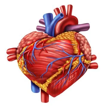 Human Heart Love Illustration