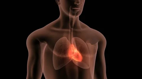 HUMAN HEART WITH LUNGS Stock Footage 52769637