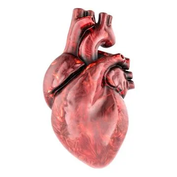 Human heart model, 3d rendering Stock Illustration