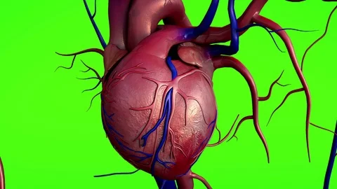 Human heart model Stock Footage 102910958