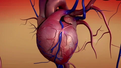 Human heart model Stock Footage 104305857
