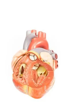 Human heart model front view Stock Photos