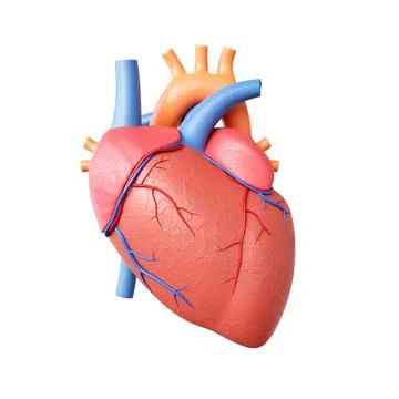 Human heart model isolated on white background Stock Illustration