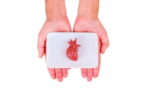 Human Heart Model Presented on Plate in Hands 스톡 사진