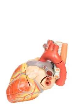 Human heart model side view Stock Photos