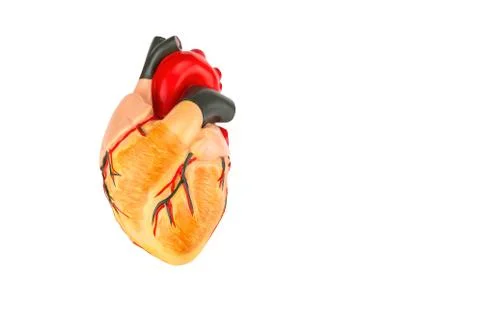 Human heart model on white background Stock Photos