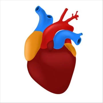 Human heart with multi-colored arteries and veins isolated on white background. Stock Illustration