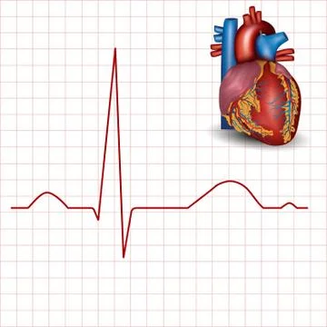Human heart normal rhythm and heart anatomy Ilustração Stock