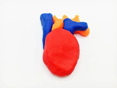 Human Heart Stock Photos