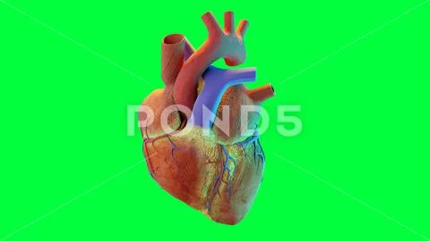 Human heart. realistic image isolated, Correct anatomical heart with ...