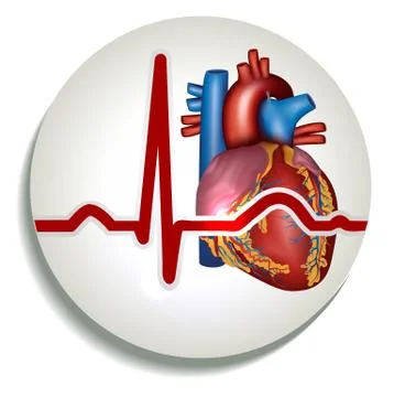 Human heart rhythm icon Stock Illustration