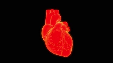 Human heart scan. Stock Footage 93923672