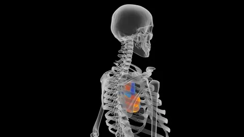 Human heart in skeleton visualization, MRI test, disease prediction, diagnosis Stock Footage 71669556