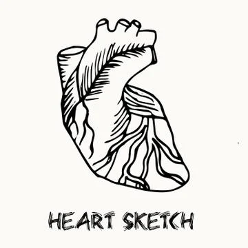 Human heart vector illustration Stock Illustration