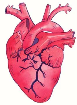 Human heart watercolor illustration, human anatomical heart Stock Illustration