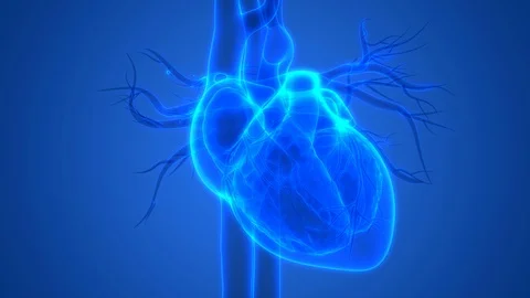Human Heartbeat Anatomy Vídeos de archivo 98744683