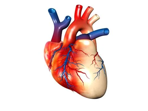 Human hearts. Stock Illustration