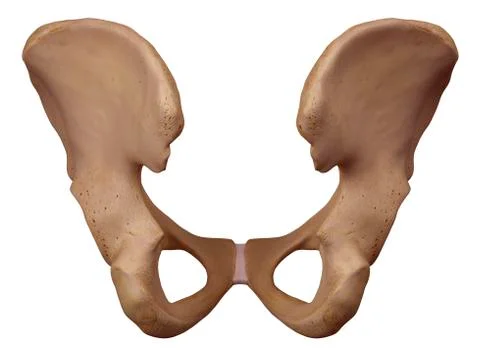 Human hip bone Stock Illustration