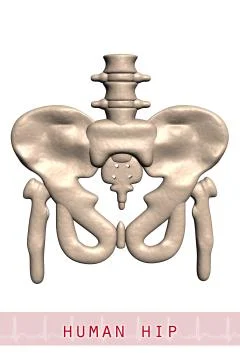 Human hip Stock Illustration