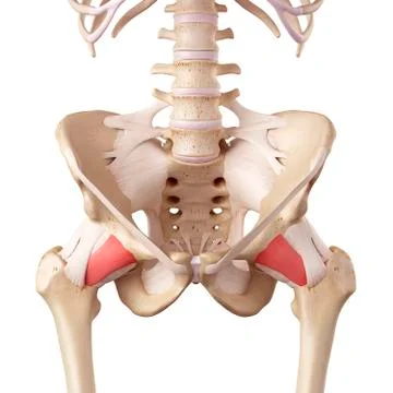 Human hip ligaments Stock Illustration
