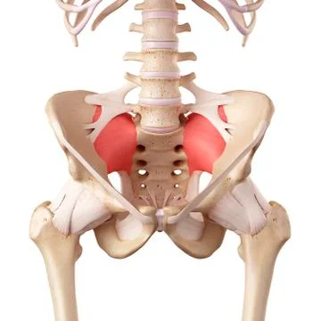 Human hip ligaments Stock Illustration