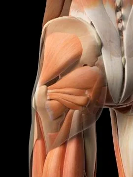 Human hip muscles, artwork Stock Illustration