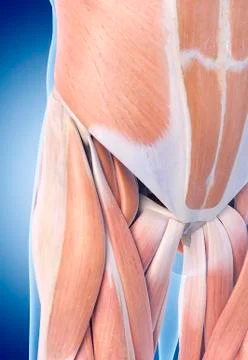 Human hip muscles Stock Illustration