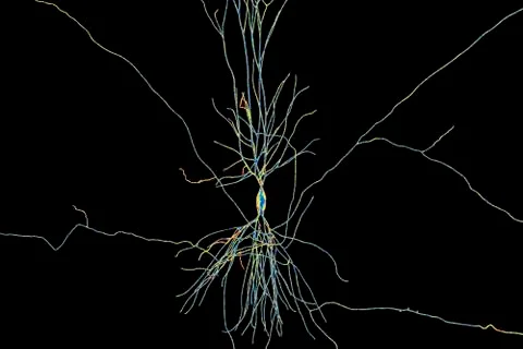 Human hippocampus neuron, computer reconstruction Illustrazione stock