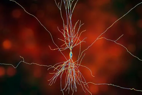 Human hippocampus neuron, computer reconstruction Stock Illustration