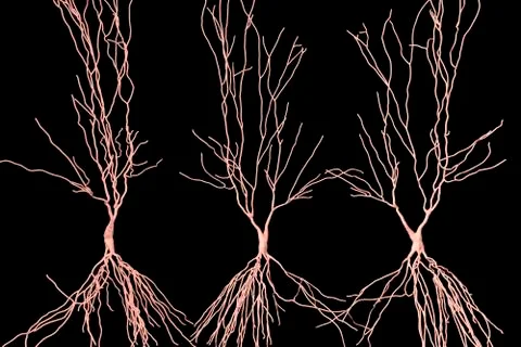 Human hippocampus neurons, computer reconstruction Illustrazione stock