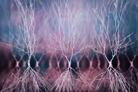 Human hippocampus neurons, computer reconstruction Stock Illustration
