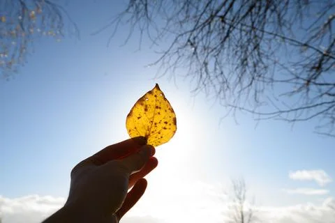 Human holds orange leaf. through you can see the strands of the leaf Stock Photos