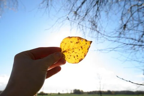 Human holds orange leaf. through you can see the strands of the leaf Stock Photos