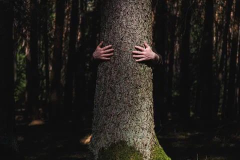 Human hug a tree in the dramatic light at the forest. Nature love. Earth day Stock Photos