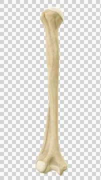 Human humerus bone anterior view, 2D anatomical illustration Illustrazione stock