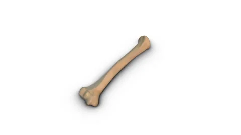Human Humerus bone isolated on white background Video stock 278024838
