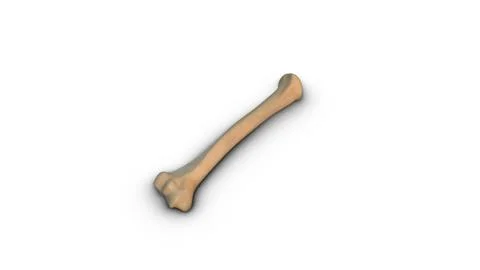 Human Humerus bone isolated on white background Ilustración de archivo