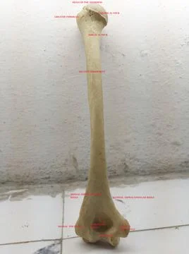Human humerus bone original with important labeling and landmarks. Stock Photos