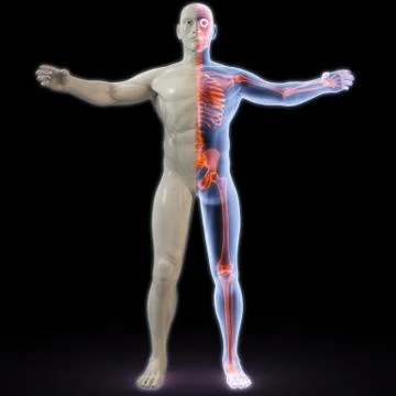 Human Stock Illustration