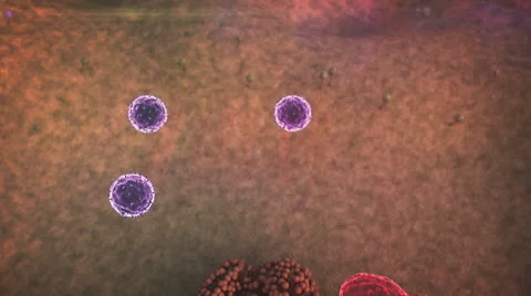 Human Immune System attack the fungus Stock Footage 61212588