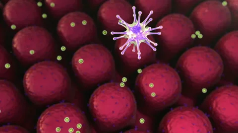 Human Immune System attack the virus Vidéo 60057342