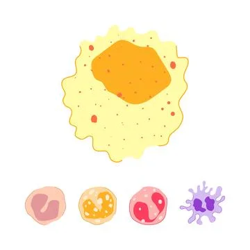 Human immune system cells illustrating different types leukocytes Stock Illustration