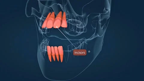 Human incisors teeth anatomy Stock Footage 312142201