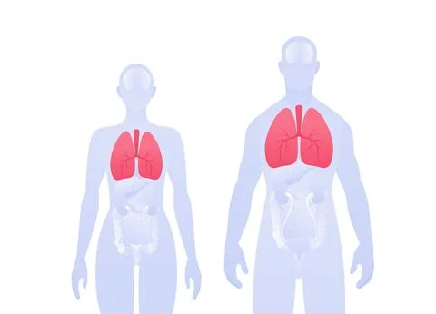 Human inner organ infographic. Vector flat healthcare illustration. Male an.. Stock Illustration