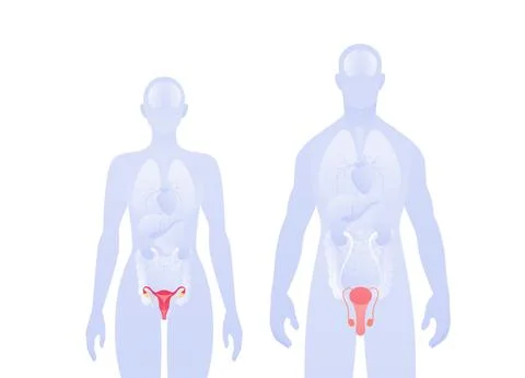Human inner organ infographic. Vector flat healthcare illustration. Male an.. Stock Illustration