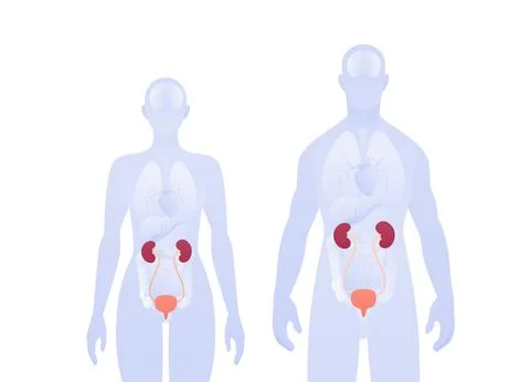Human inner organ infographic. Vector flat healthcare illustration. Male and  Stock Illustration