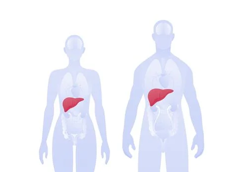 Human inner organ infographic. Vector flat healthcare illustration. Male an.. Stock Illustration